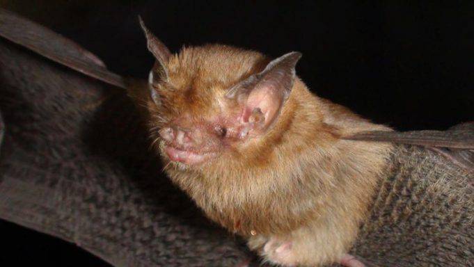 Il Mammifero Pi Piccolo Al Mondo Un Pipistrello Il Pipistrello Il Mammifero Pi Piccolo Al Mondo Un Pipistrello Il Pipistrello
