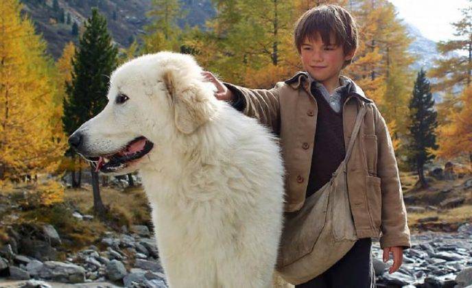 Il Cane Di Belle E Sebastien Che Razza è