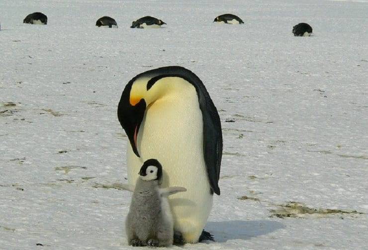 papà in natura