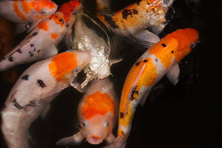 pesci koi carpe animali domestici più longevi