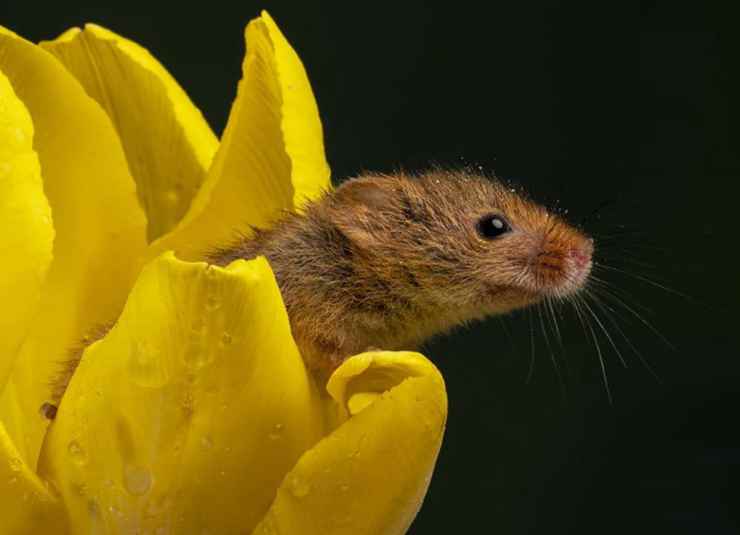 Il topolino che vuole uscire dal fiore (Foto Facebook)