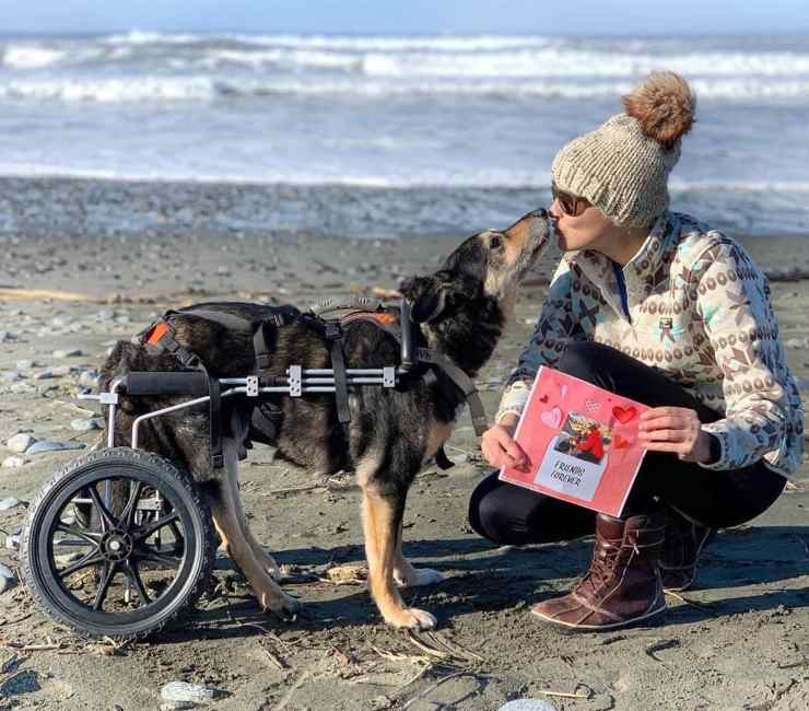 cani con disabilità