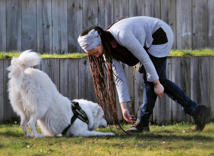 cani con disabilità