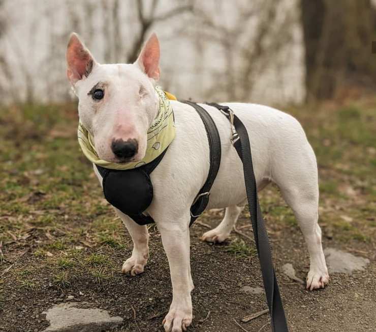 cane con disabilità