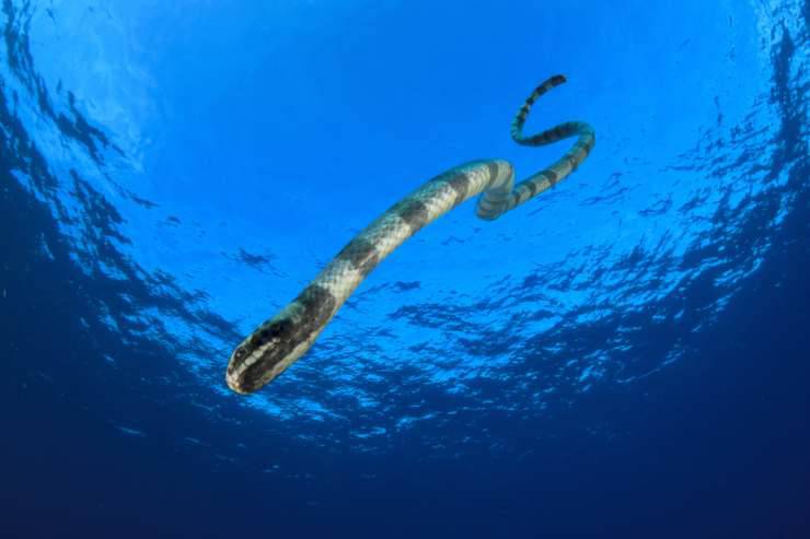 Il serpente che nuota (Foto Adobe Stock)