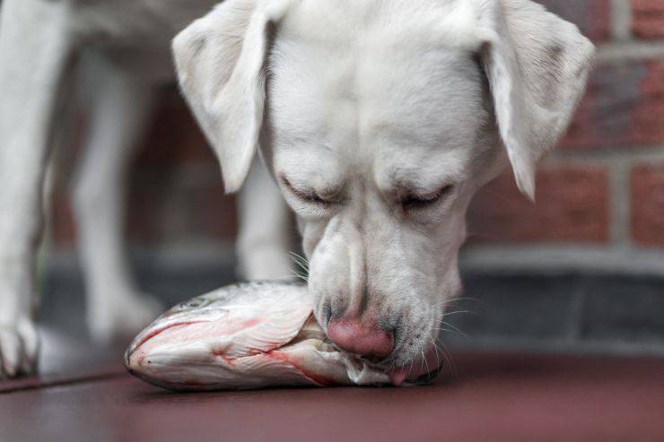 cane mangia pesce