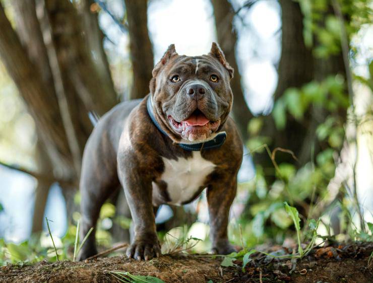 American Bully adulto