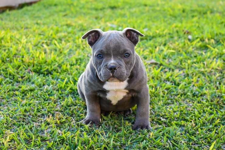 American Bully cucciolo