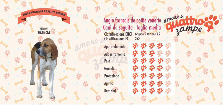 Anglo Francais de Petite Venerie scheda razza