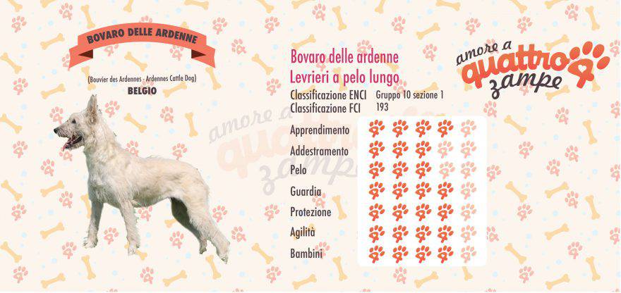 Bovaro delle Ardenne scheda razza