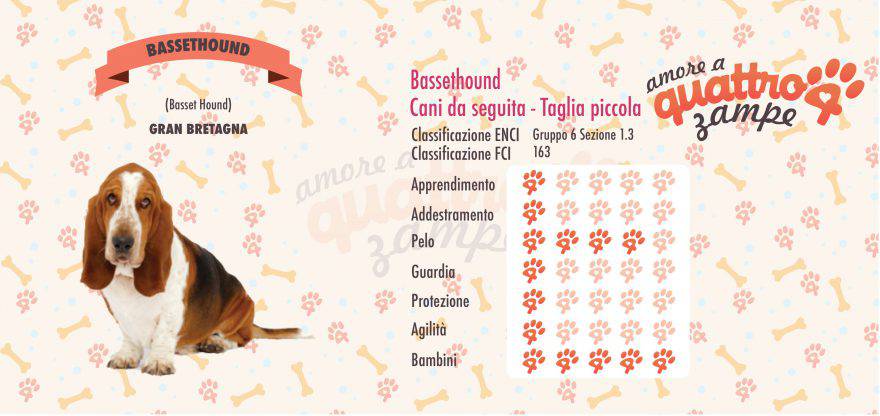 Bassethound scheda razza