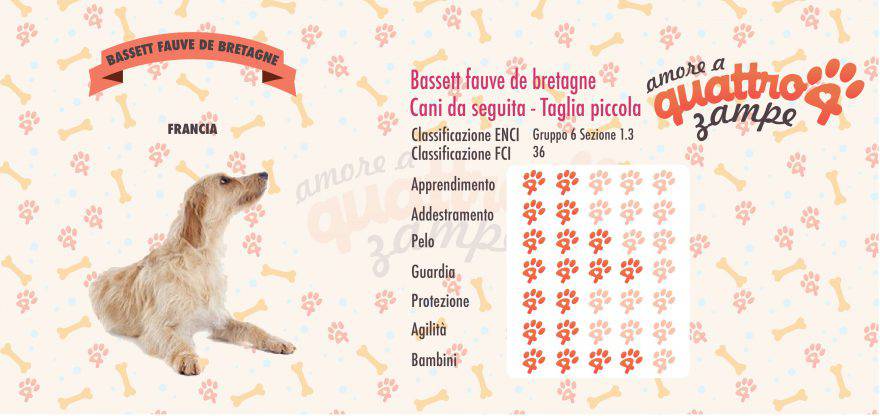 Bassett fauve de bretagne scheda razza