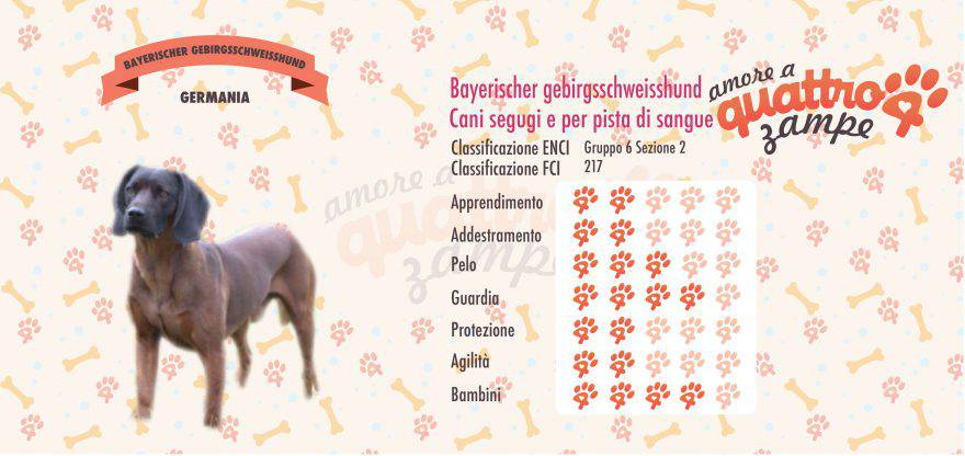 Bayerischer gebirgsschweisshund scheda razza