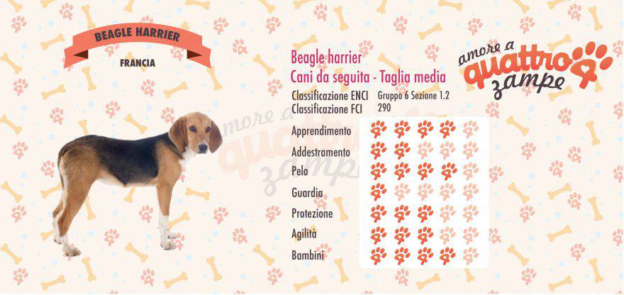 Beagle harrier scheda razza