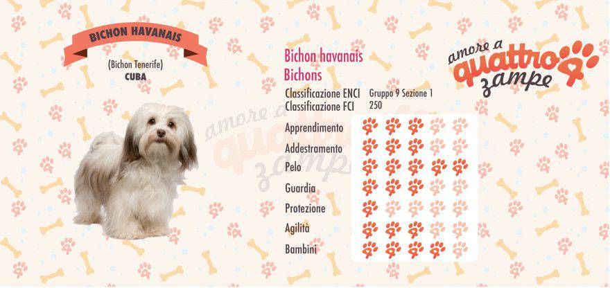 Bichon havanais scheda razza