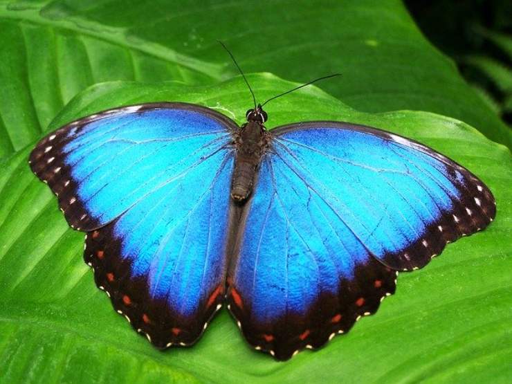 Blu Morpho