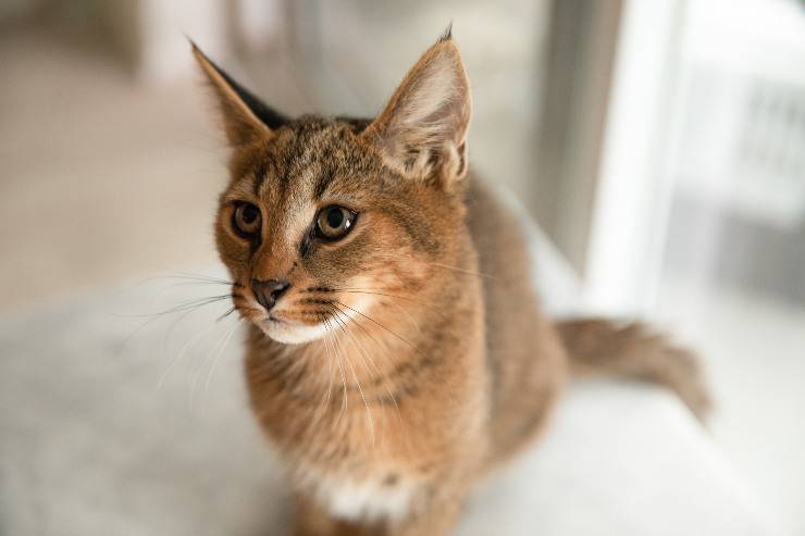 gatto chausie