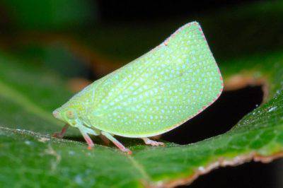 Cicadellidae Cicadellidi