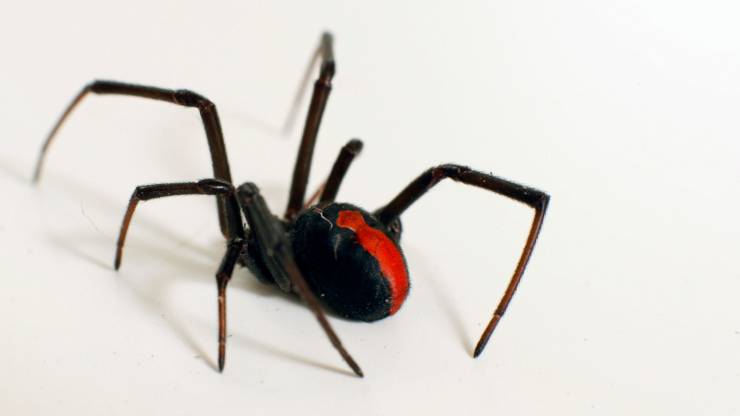vedova nera ragno morso pericoli cura