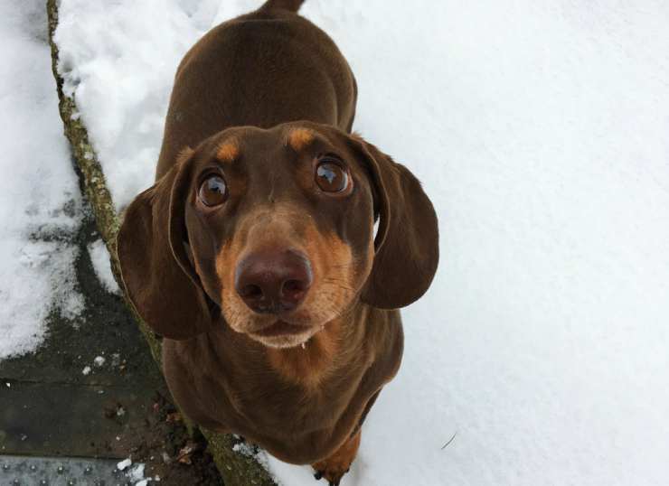 Il cane bassotto (Foto Twitter)