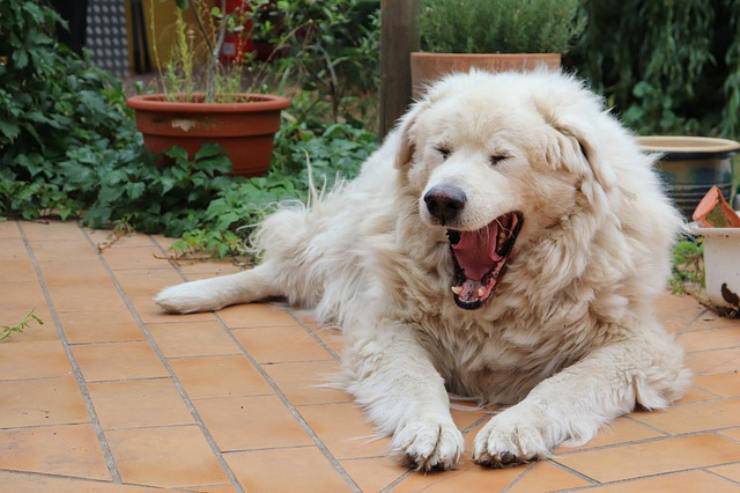 il cane puo essere contagiato dagli sbadigli dell uomo