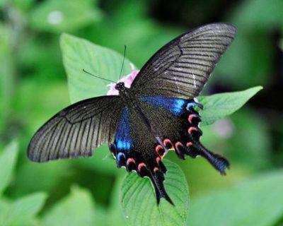 Papilio Chikae farfalla