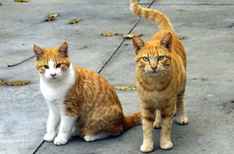 I gattili in Italia tutti i perché di un decollo che non è mai avvenuto VIDEO