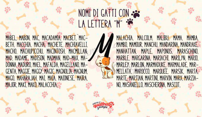 Nomi Di Gatti Maschi Bianchi E Neri