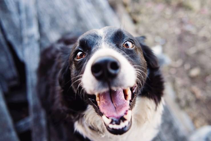 prima adottare cane