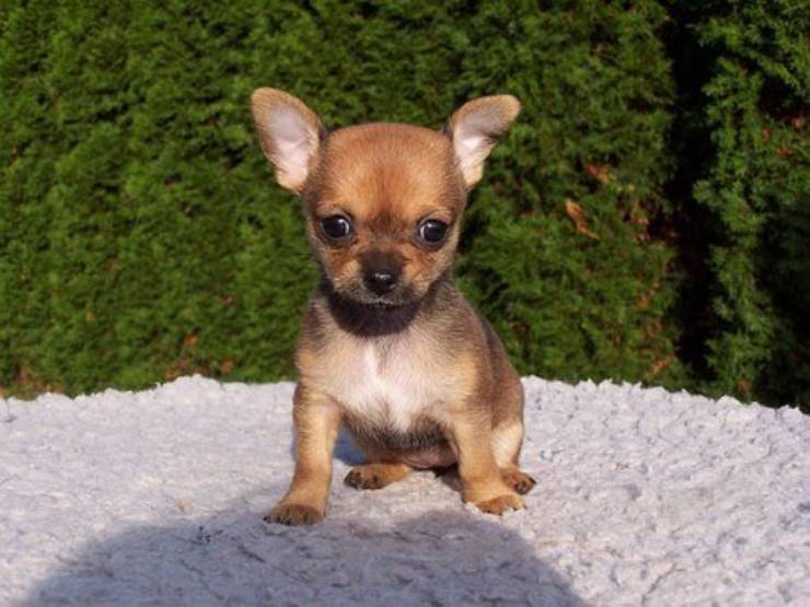 chihuahua cucciolo