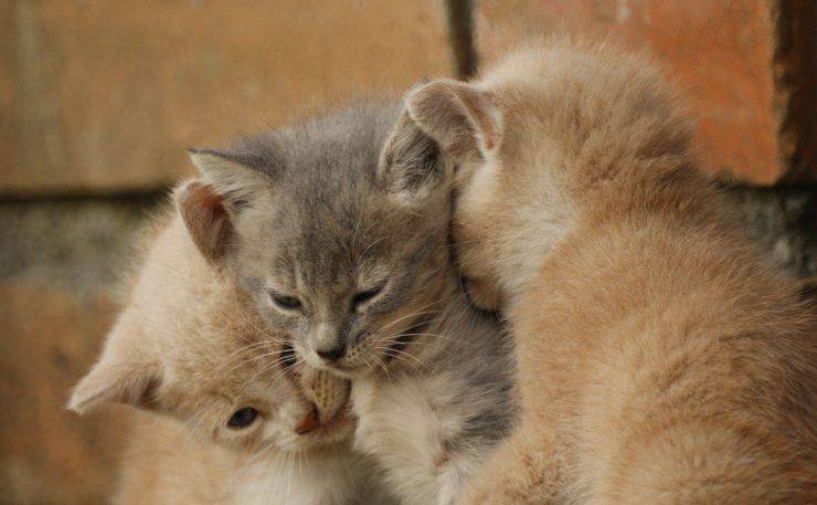 gattino miagola fratelli