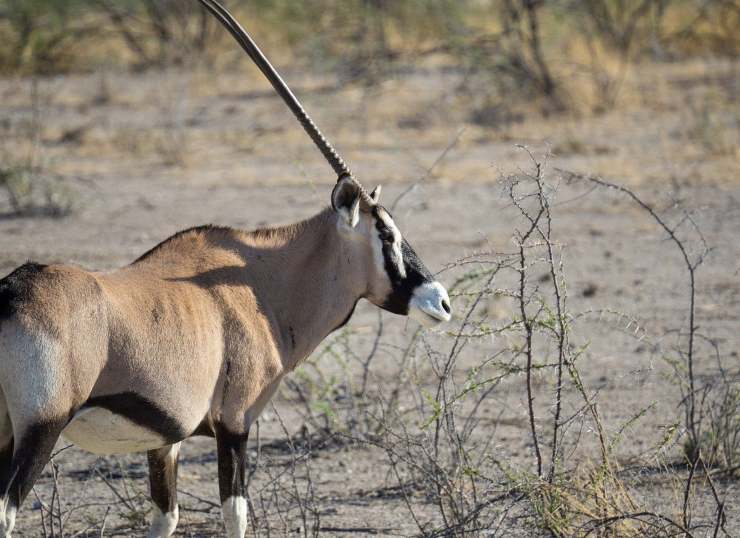 antilope Oryx