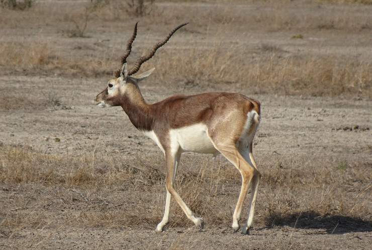 Antilope