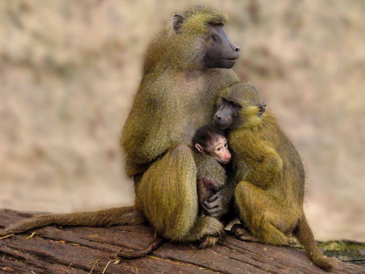 babbuino e cuccioli