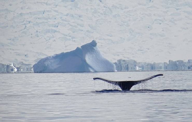 balena artica
