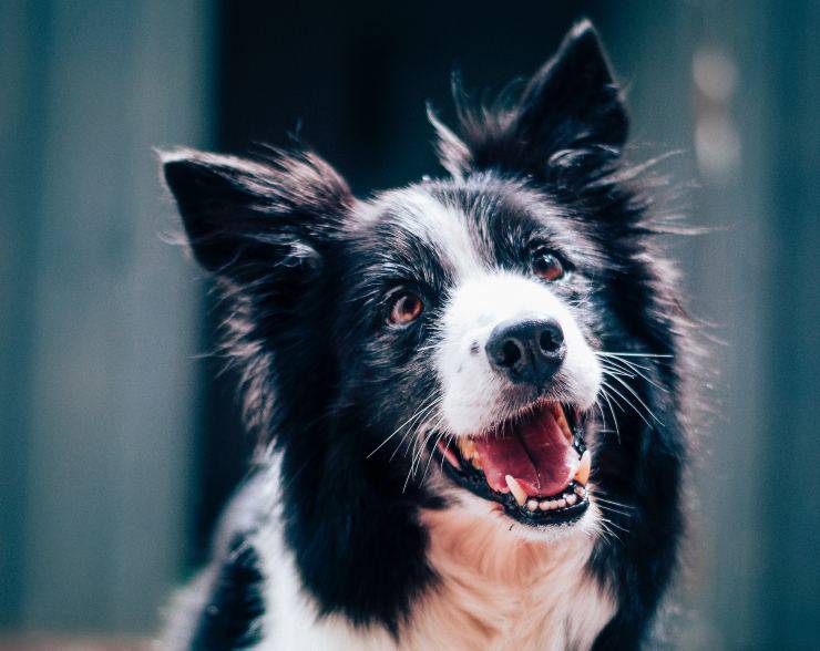 Pulire i denti del cane anziano