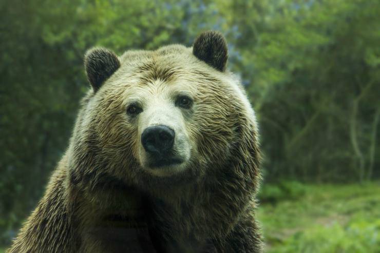 orso con sguardo malinconico (Foto Pixabay) 