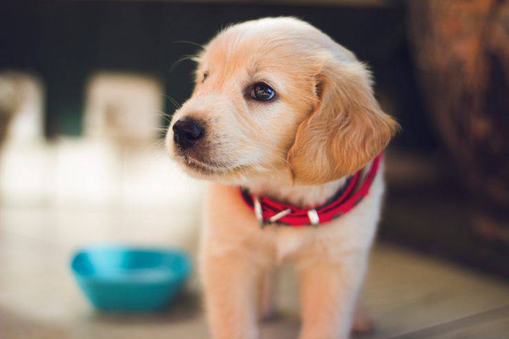 come addestrare cagnolino