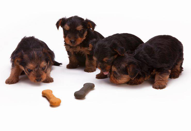 Cibo adatto ai cuccioli