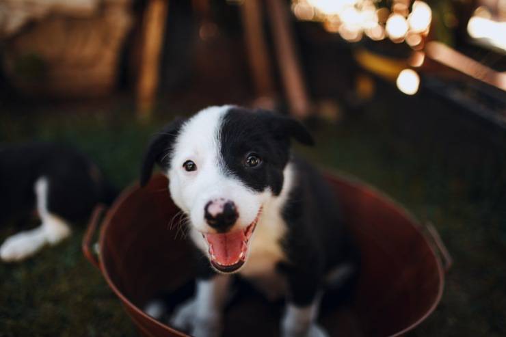 prima adottare cane