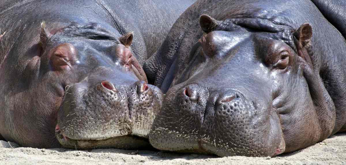 ippopotamo comunicazione anfibia