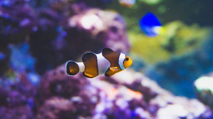 Pesci del film su Nemo