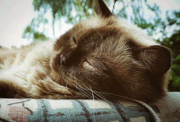 British shorthair.