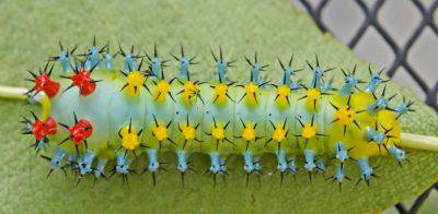 bruco falena cecropia