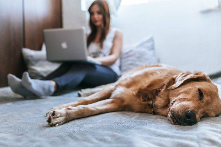 adottare un cucciolo fa bene