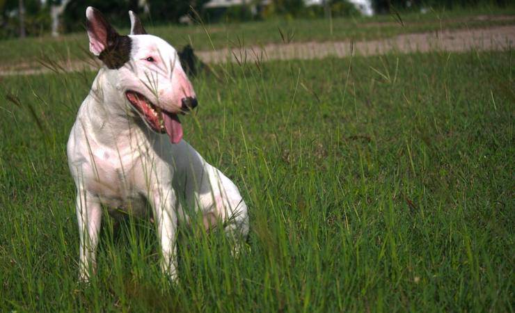bull terrier cane