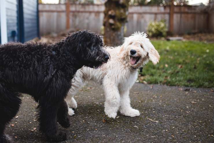 atteggiamenti incomprensibili cane