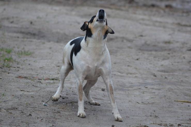 il cane abbaia al vuoto