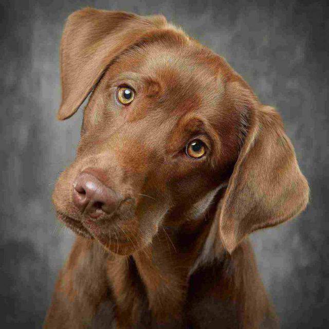 Le cose che il cane capisce di te e del tuo stato d'animo