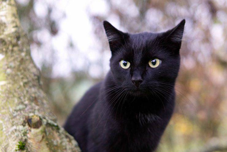 Colore del pelo del gatto e personalità: il gatto nero